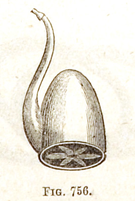 overall view of ear trumpet