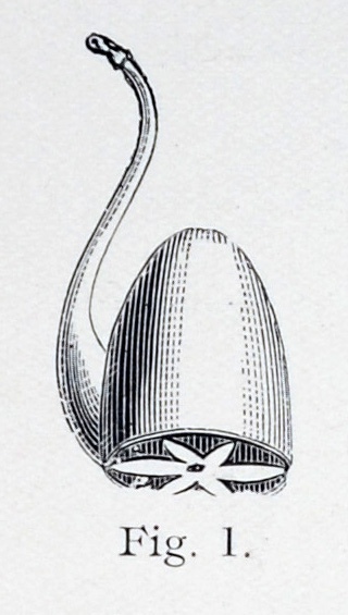 overall view of ear trumpet