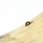 detail view of ear trumpet