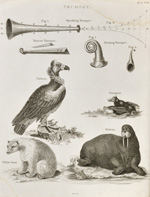 image relating to trumpet history